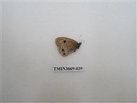 藏品(眼蝶科)的圖片